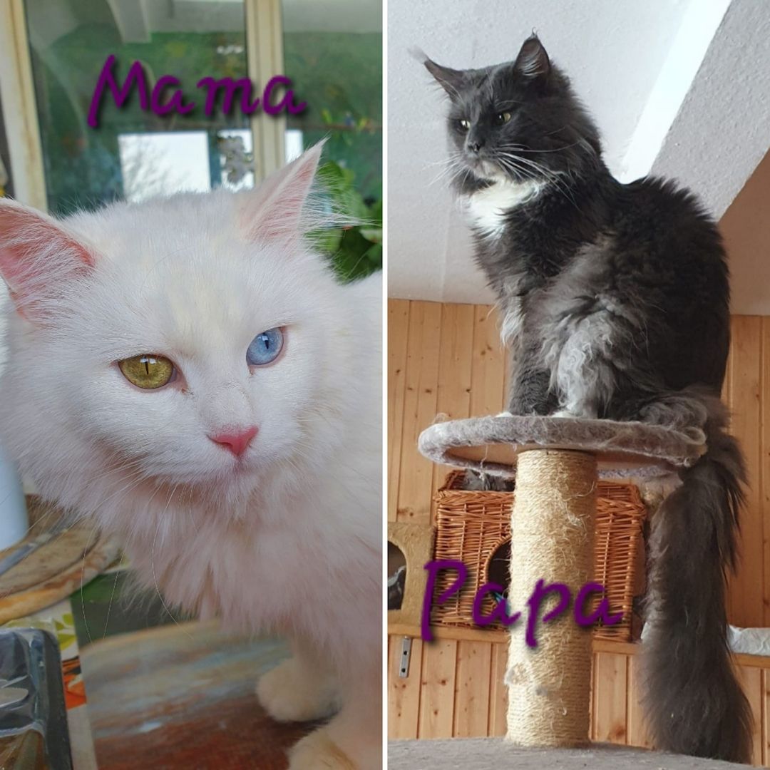 ❤️ Maine Coon Kitten ❤️