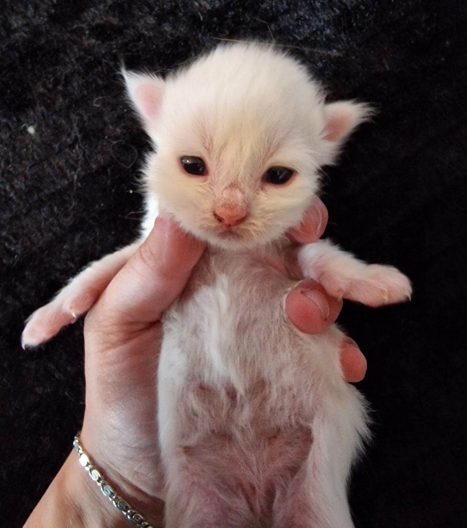 ❤️ Maine Coon Kitten ❤️