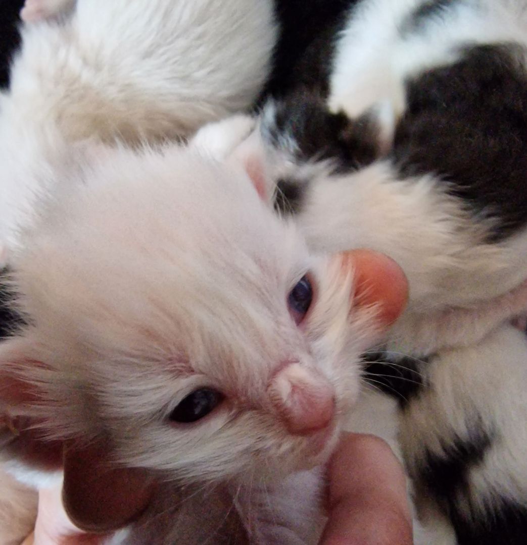 ❤️ Maine Coon Kitten ❤️