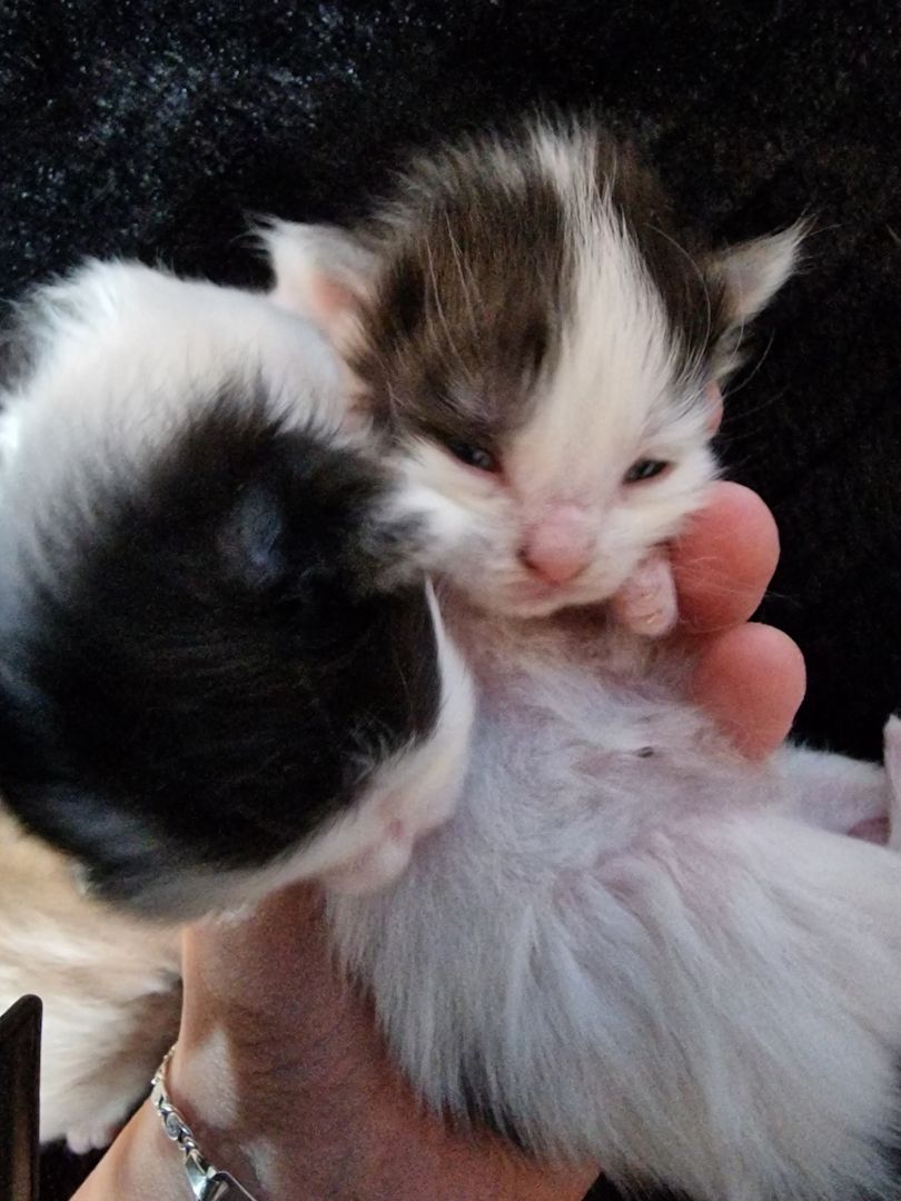 ❤️ Maine Coon Kitten ❤️