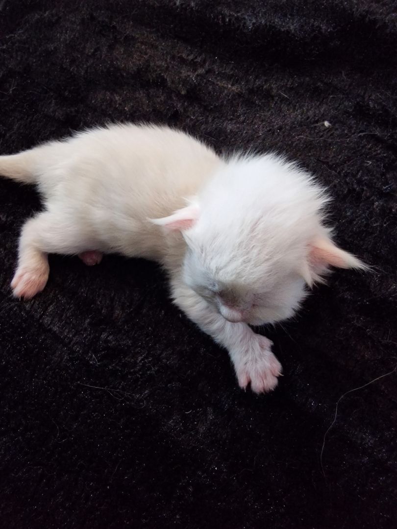 ❤️ Maine Coon Kitten ❤️