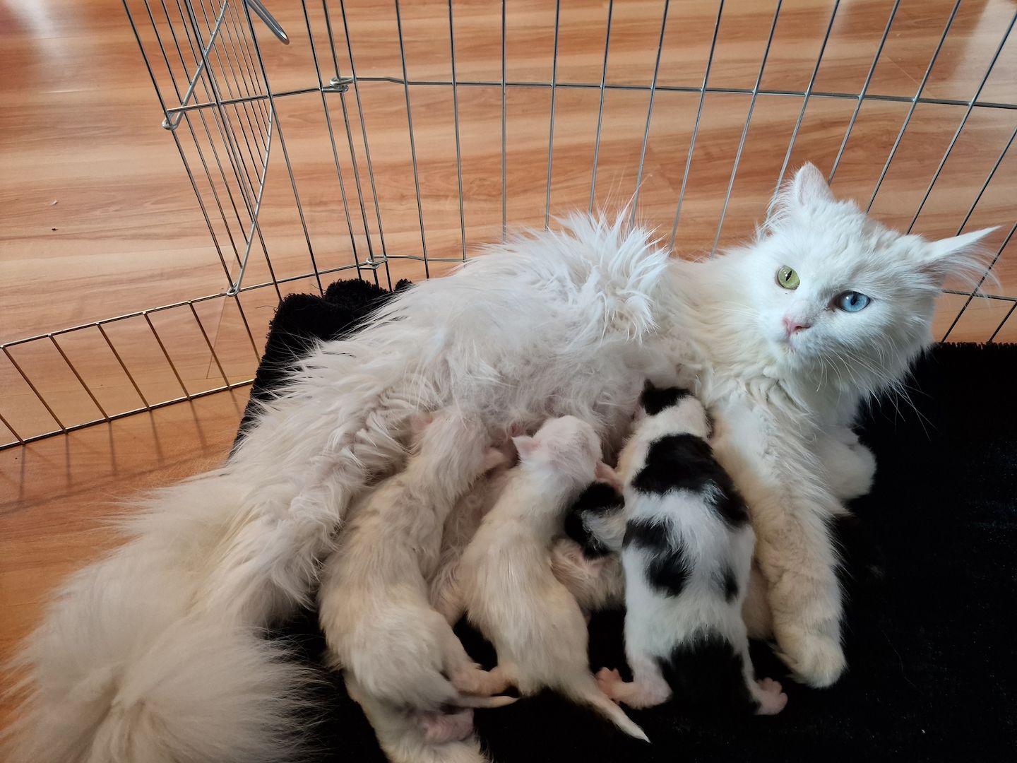 ❤️ Maine Coon Kitten ❤️
