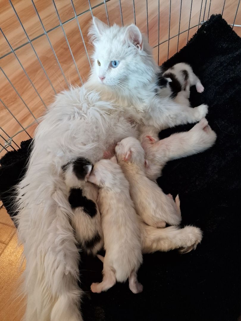❤️ Maine Coon Kitten ❤️