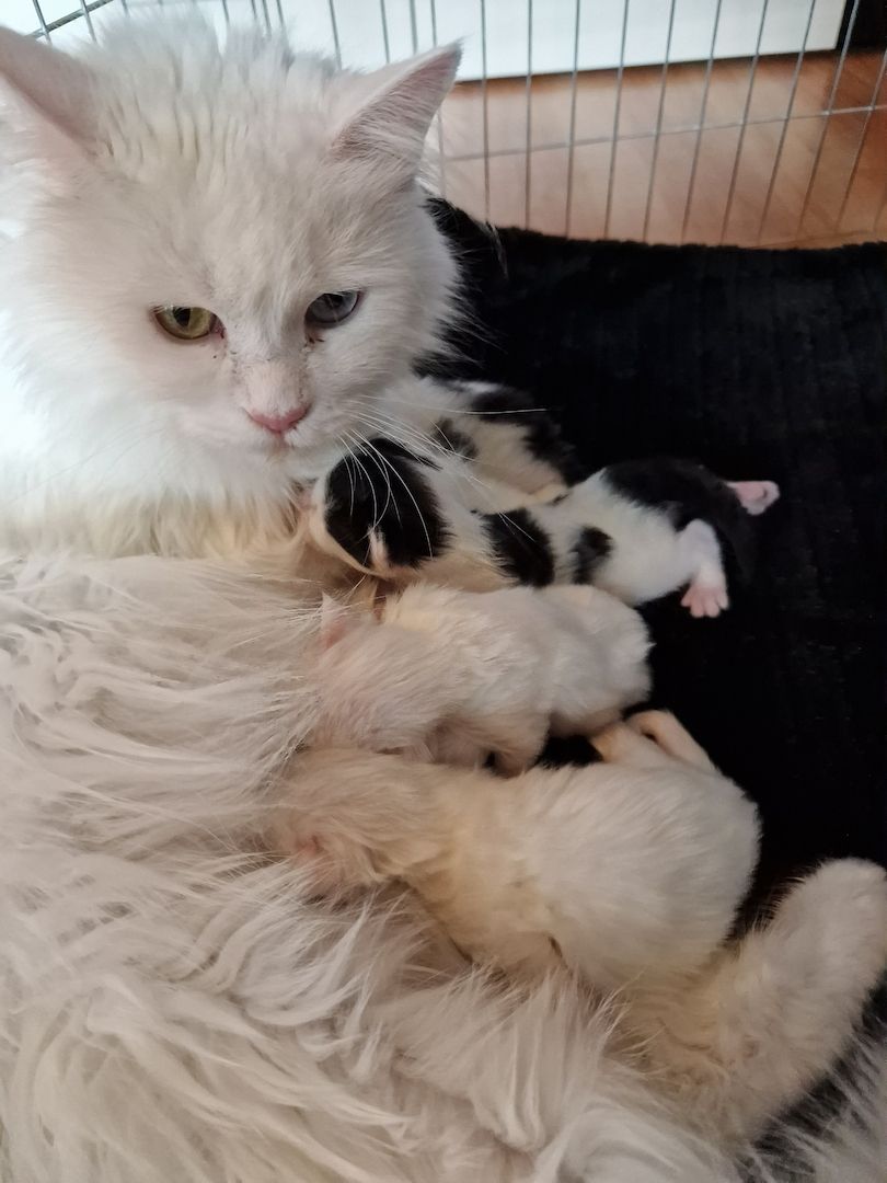 ❤️ Maine Coon Kitten ❤️