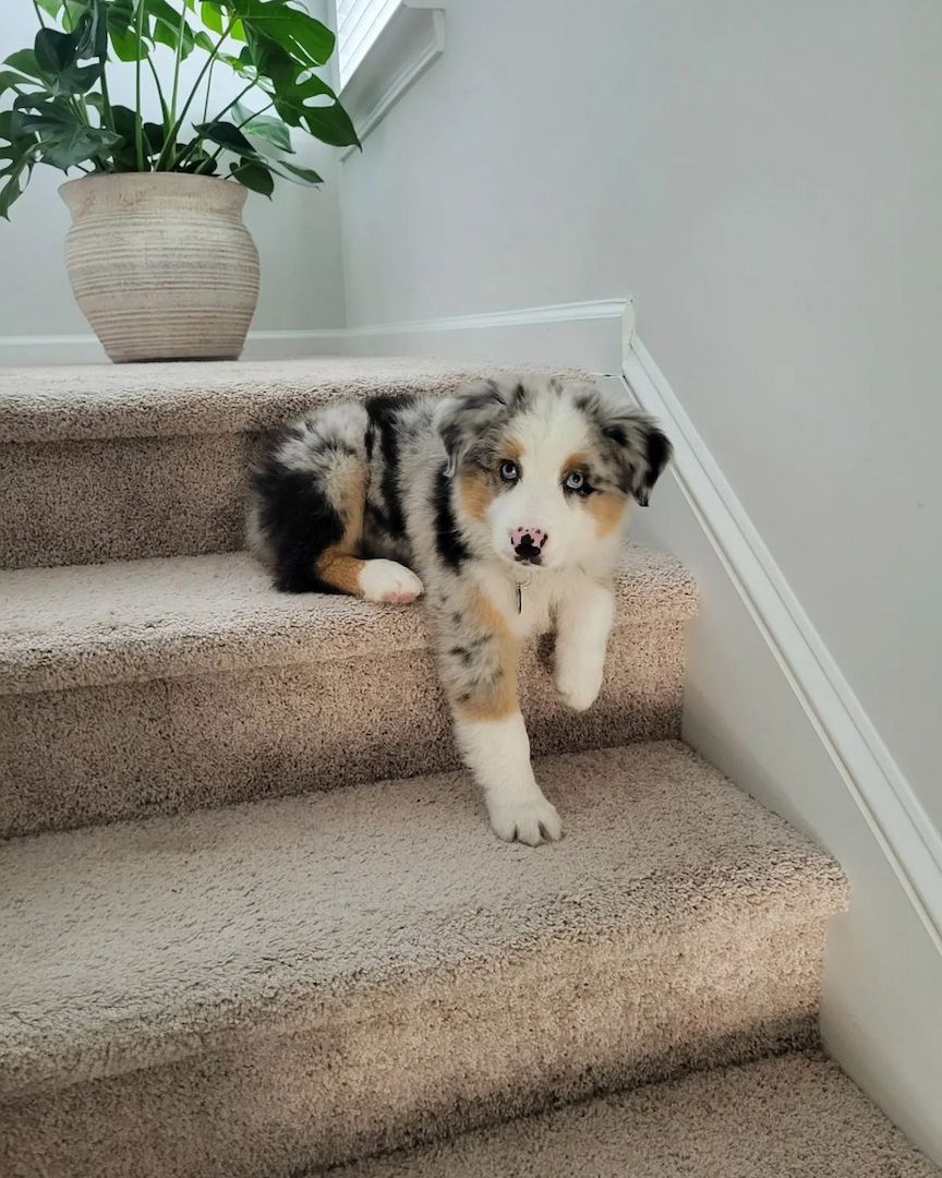 Australian Shepherd Welpen Australian Shepherd Welpen