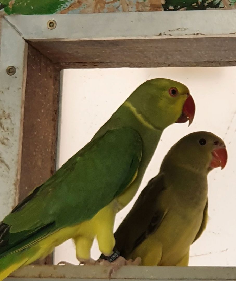 Junge Halsbandsittiche