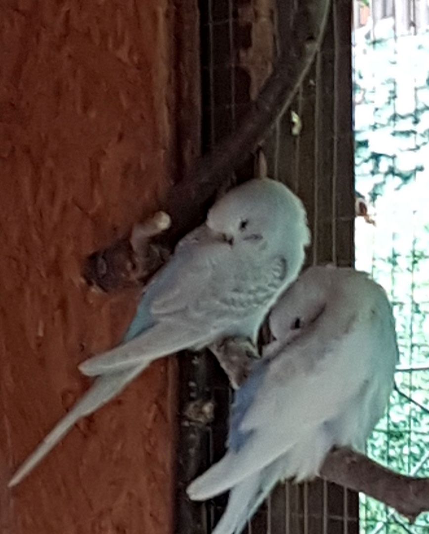 junge Wellensittiche