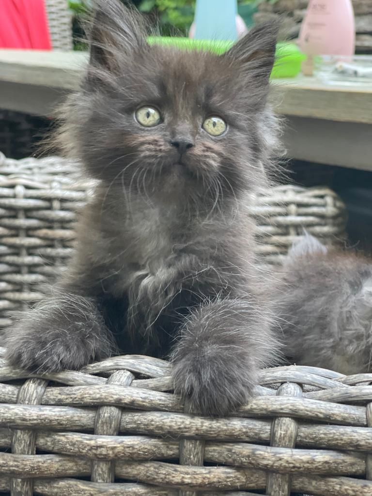 Maine Coon & Heilige Birma Mix