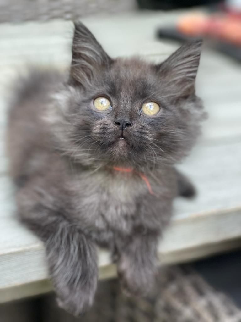 Maine Coon & Heilige Birma Mix