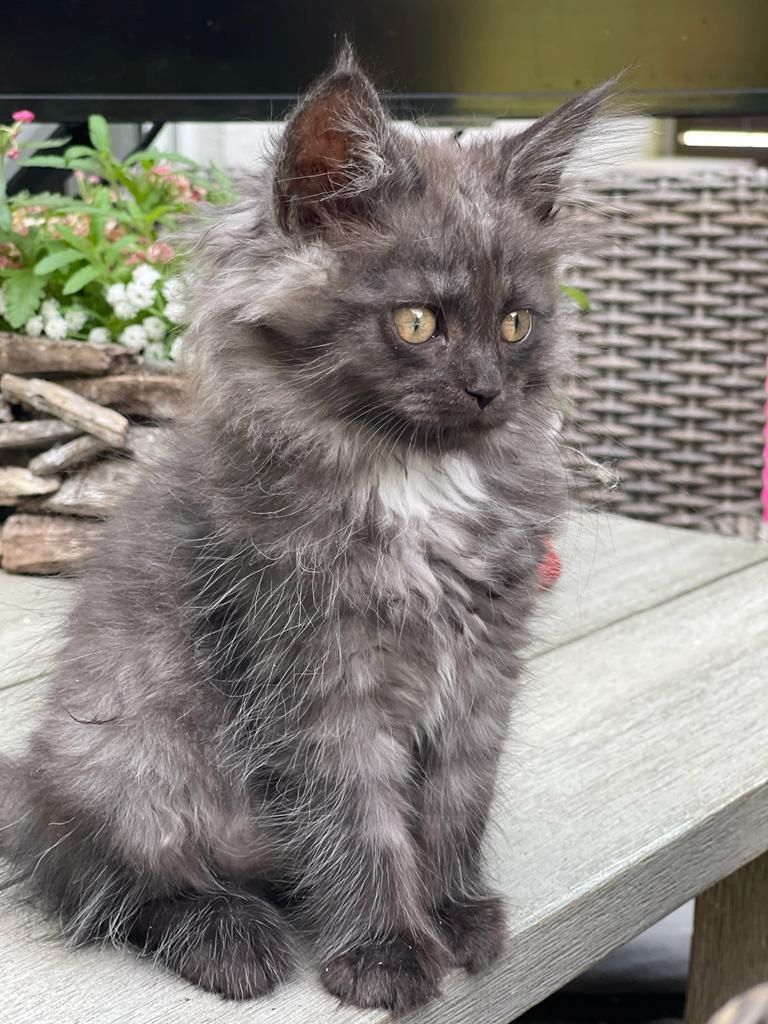 Maine Coon & Heilige Birma Mix