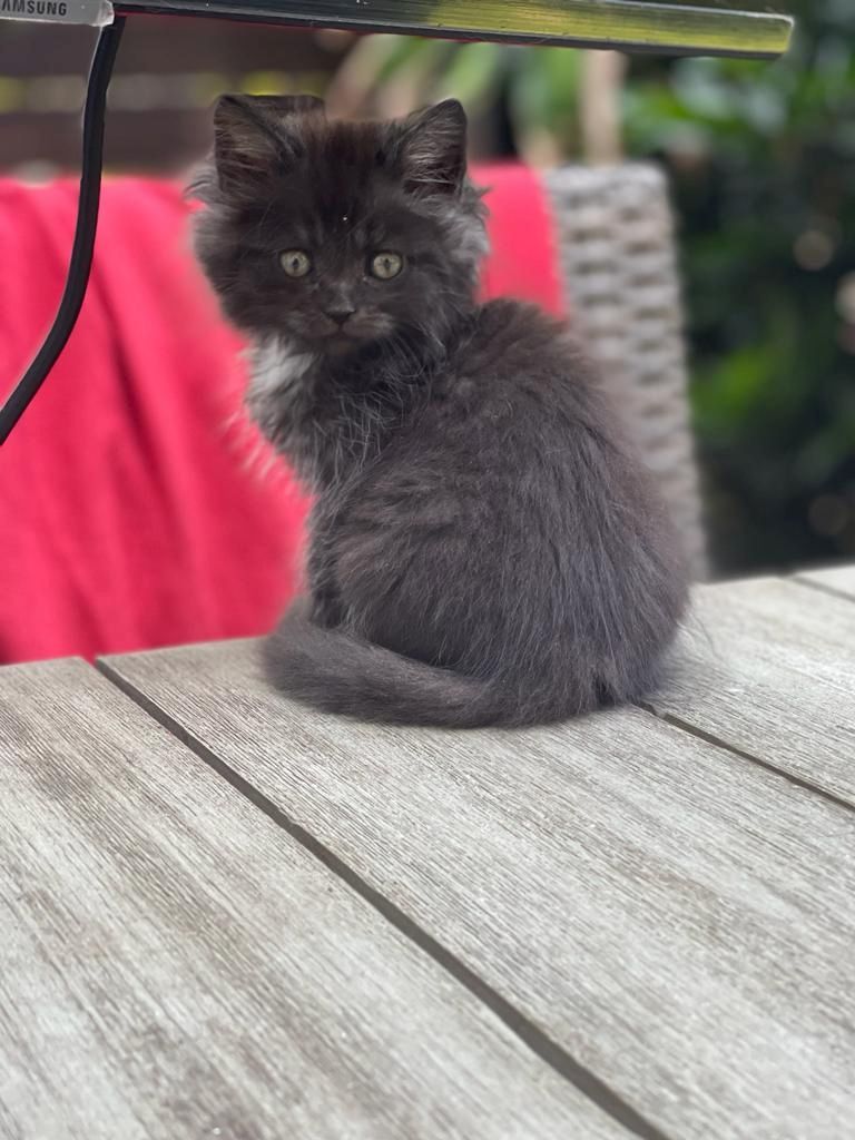 Maine Coon & Heilige Birma Mix