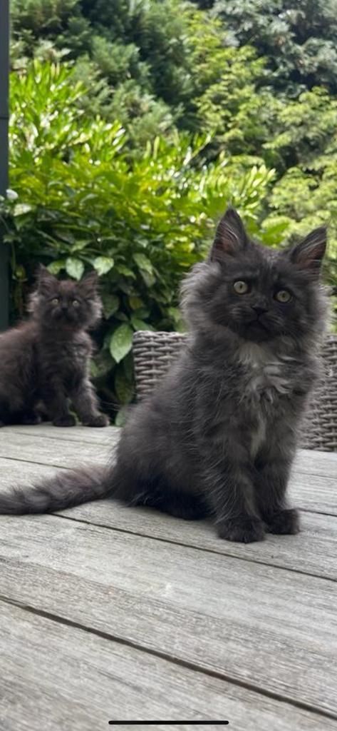 Maine Coon & Heilige Birma Mix