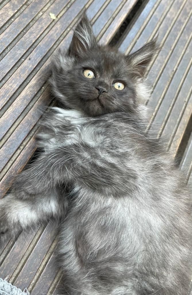 Maine Coon & Heilige Birma Mix