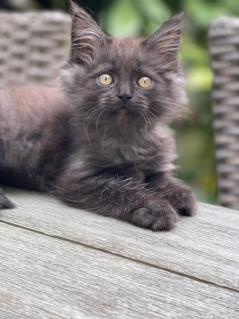 Maine Coon & Heilige Birma Mix