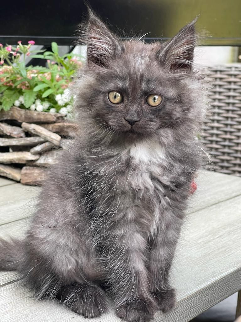 Maine Coon & Heilige Birma Mix
