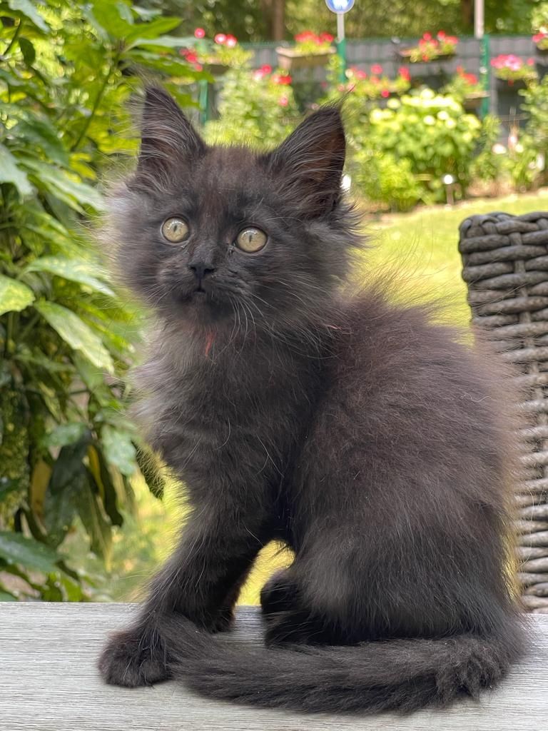 Maine Coon & Heilige Birma Mix