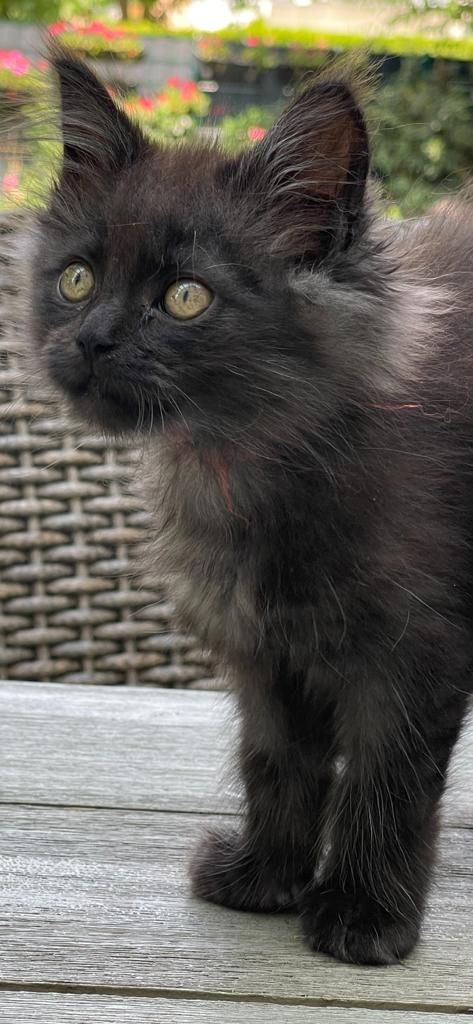 Maine Coon & Heilige Birma Mix