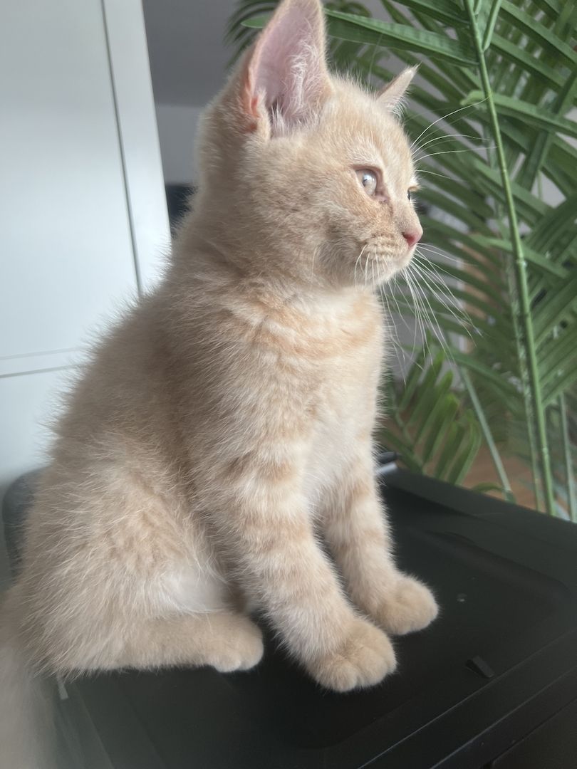 BKH Kitten rotgetigert