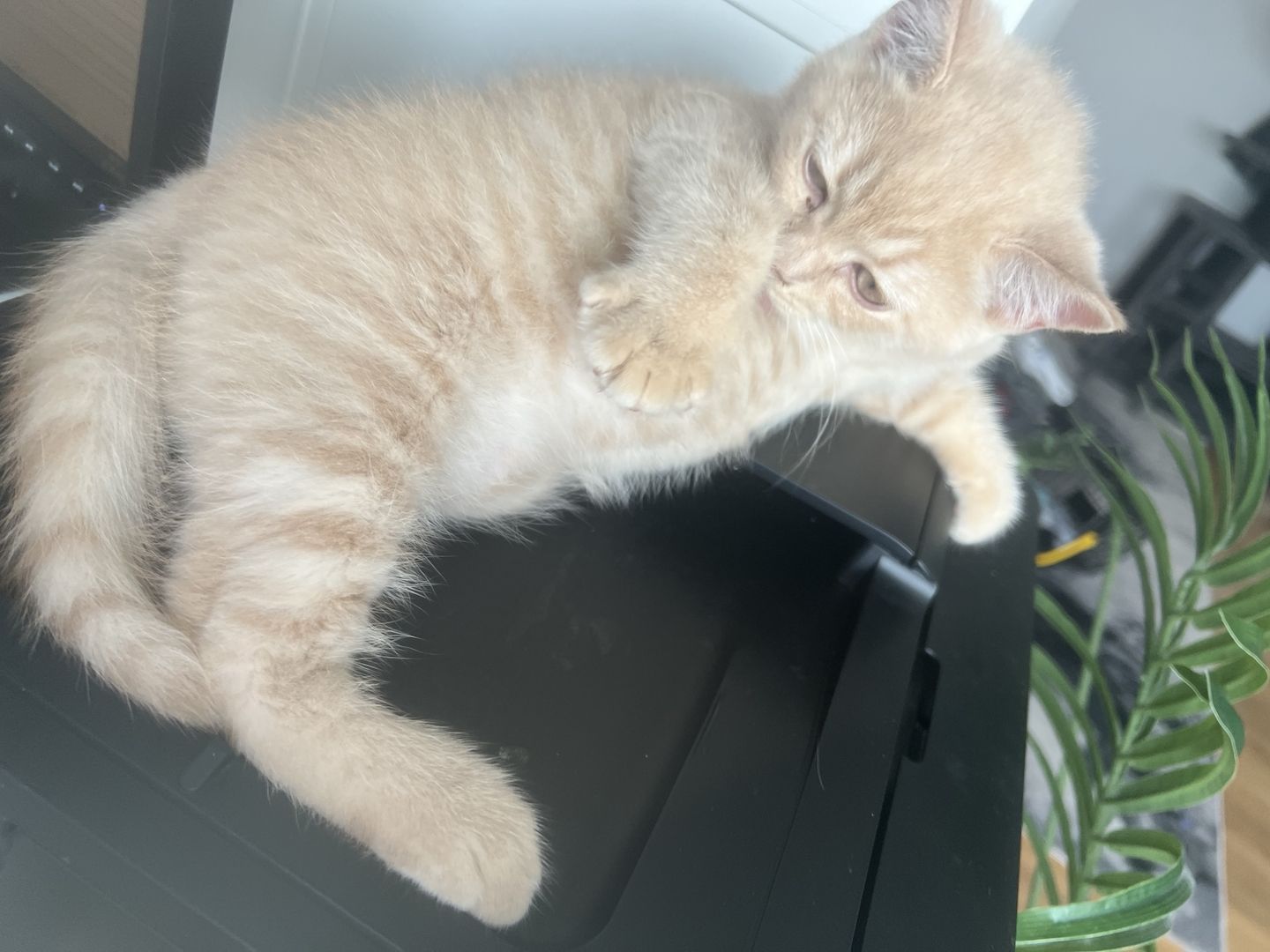 BKH Kitten rotgetigert