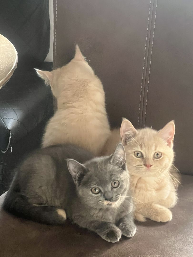 BKH Kitten rotgetigert