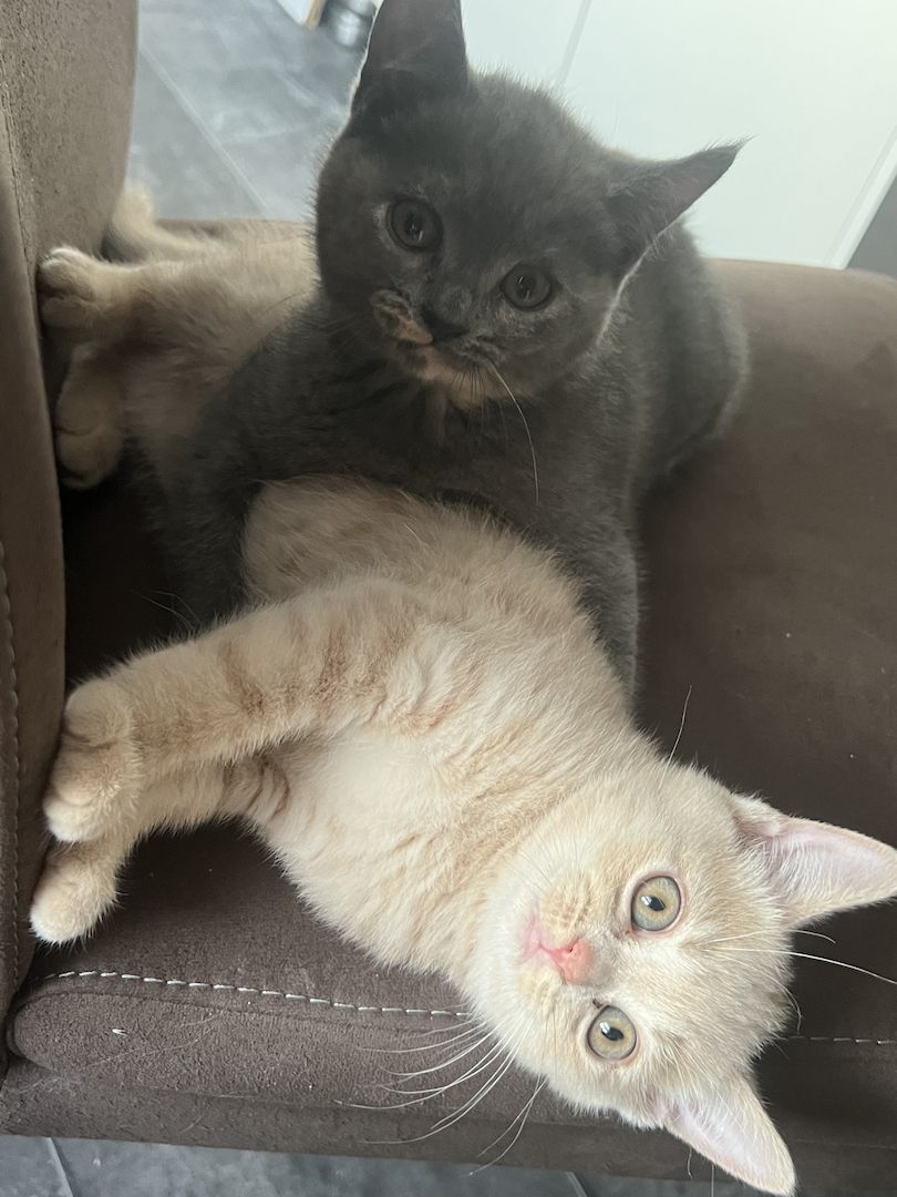 BKH Kitten rotgetigert