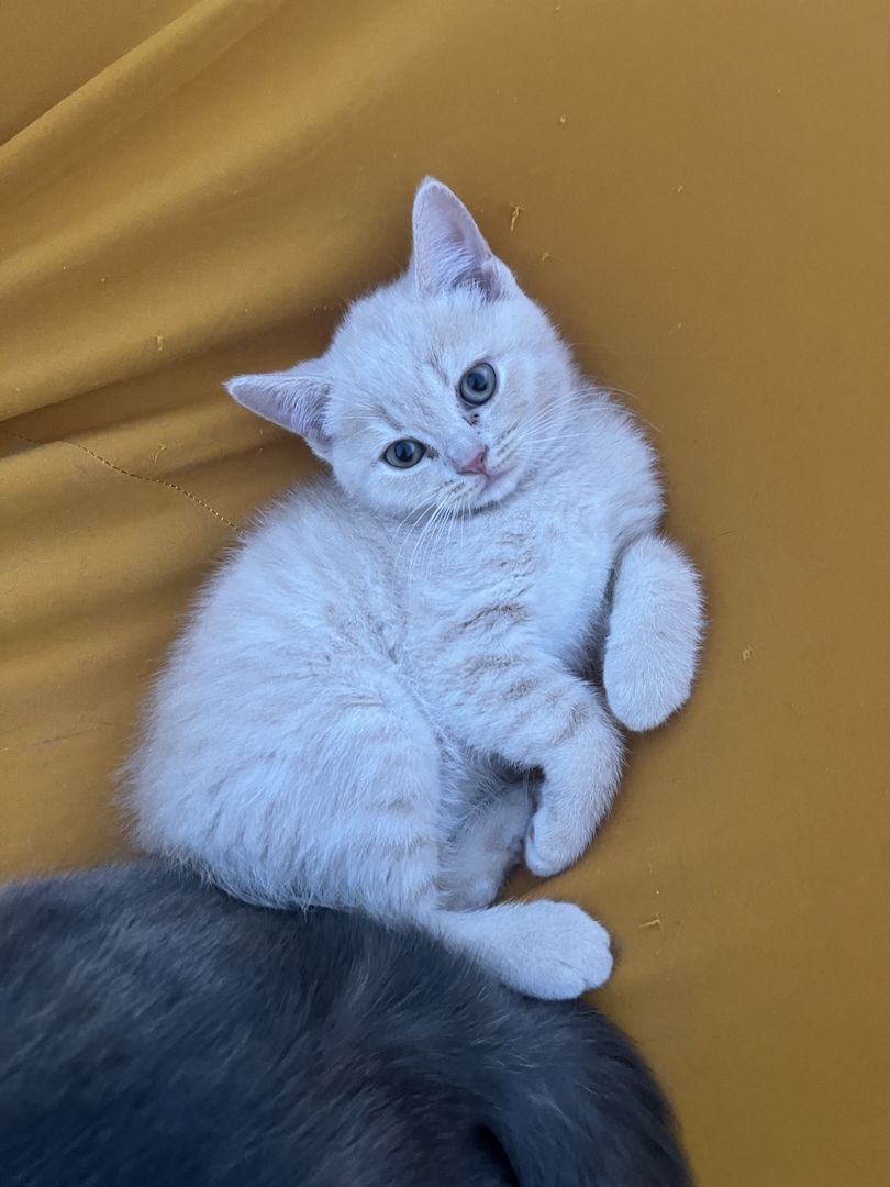 BKH Kitten rotgetigert