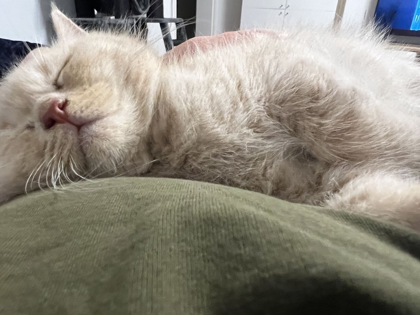 BKH Kitten rotgetigert