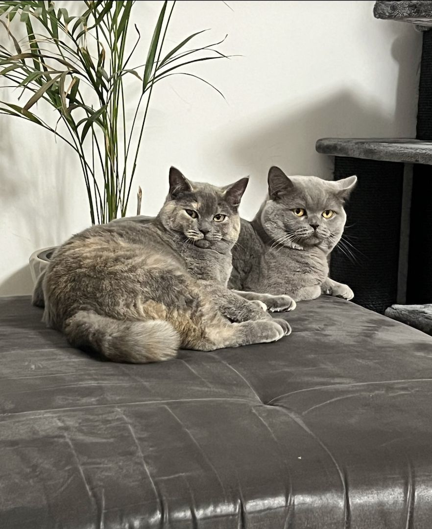 BKH Kitten rotgetigert