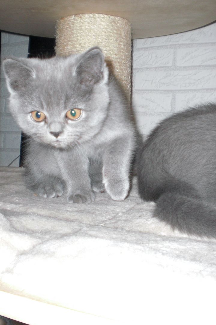 Sofort ausziehbereit ! ! !Letzte  BKH Kitte, weiblich 17 Wochen alt in grau ! ! !