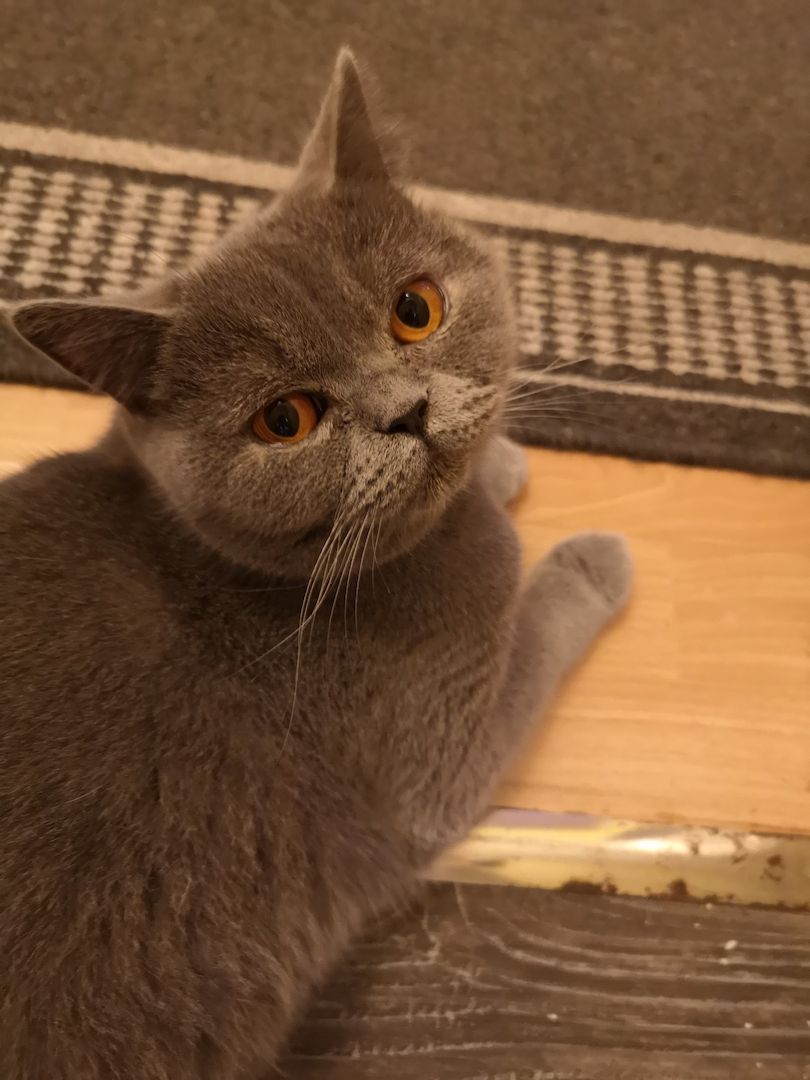 Sofort ausziehbereit ! ! !Letzte  BKH Kitte, weiblich 17 Wochen alt in grau ! ! !