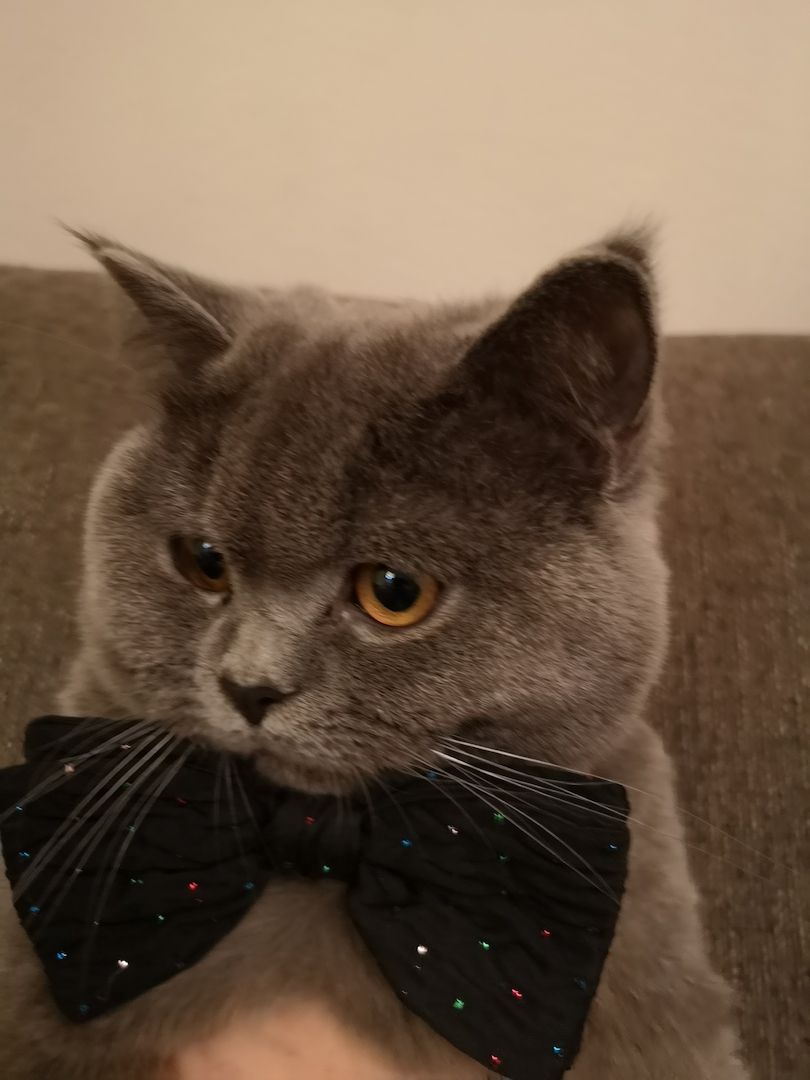 Sofort ausziehbereit ! ! !Letzte  BKH Kitte, weiblich 17 Wochen alt in grau ! ! !