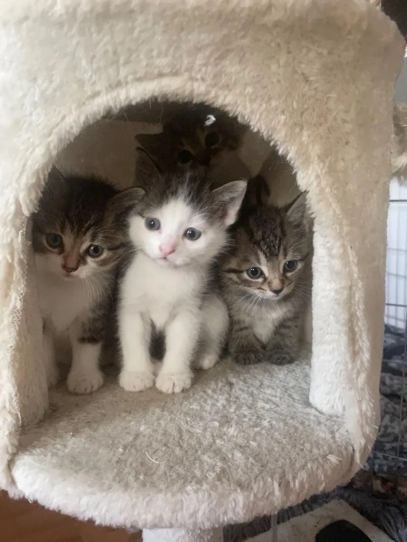 Kitten suchen dringend ein neues Zuhause Kitten suchen dringend ein neues Zuhause