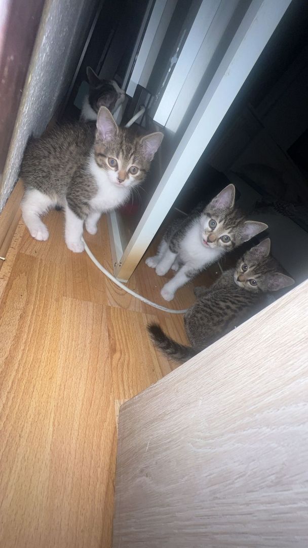 Kitten suchen dringend ein neues Zuhause Kitten suchen dringend ein neues Zuhause