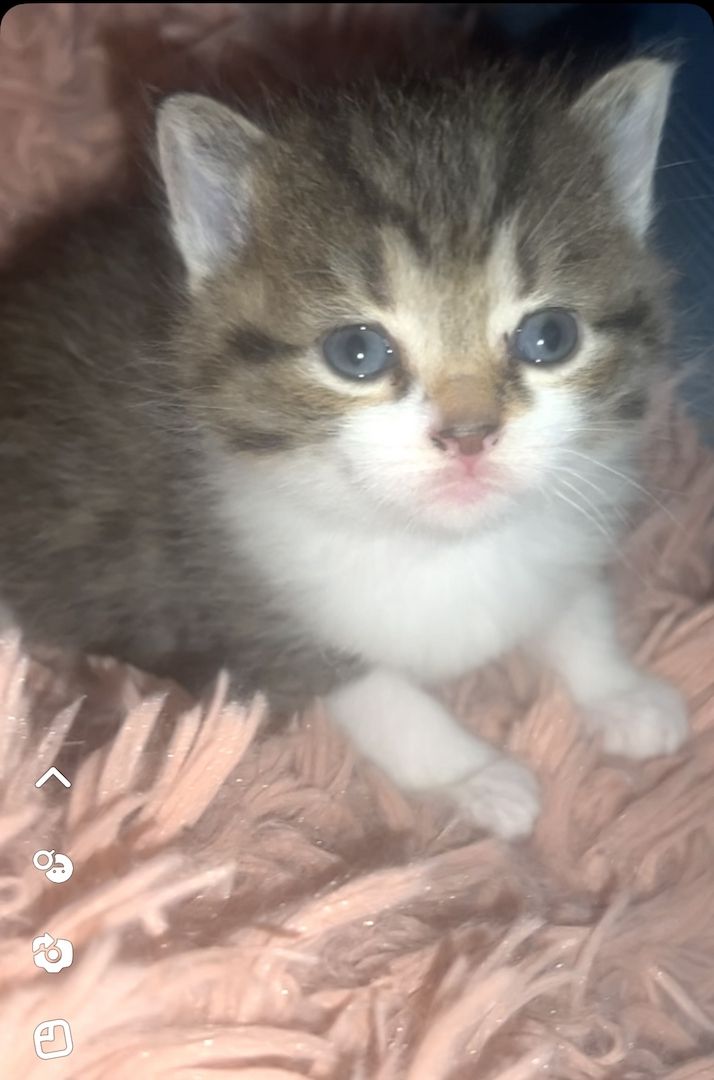 Kitten suchen dringend ein neues Zuhause Kitten suchen dringend ein neues Zuhause