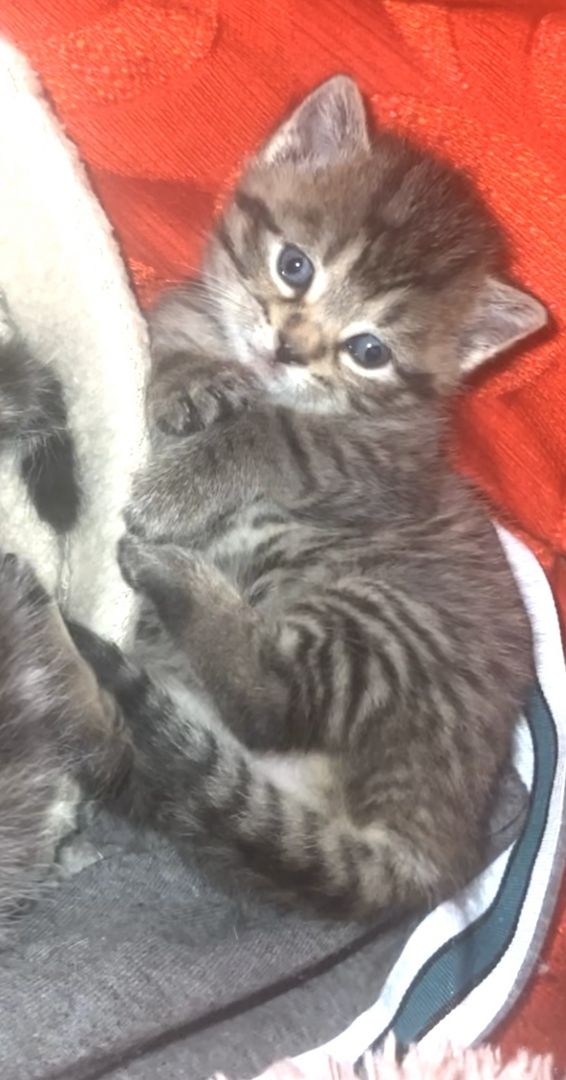 Kitten suchen dringend ein neues Zuhause Kitten suchen dringend ein neues Zuhause