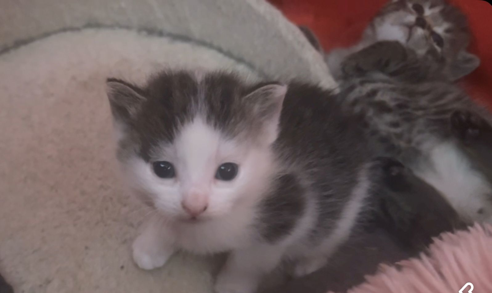 Kitten suchen dringend ein neues Zuhause Kitten suchen dringend ein neues Zuhause