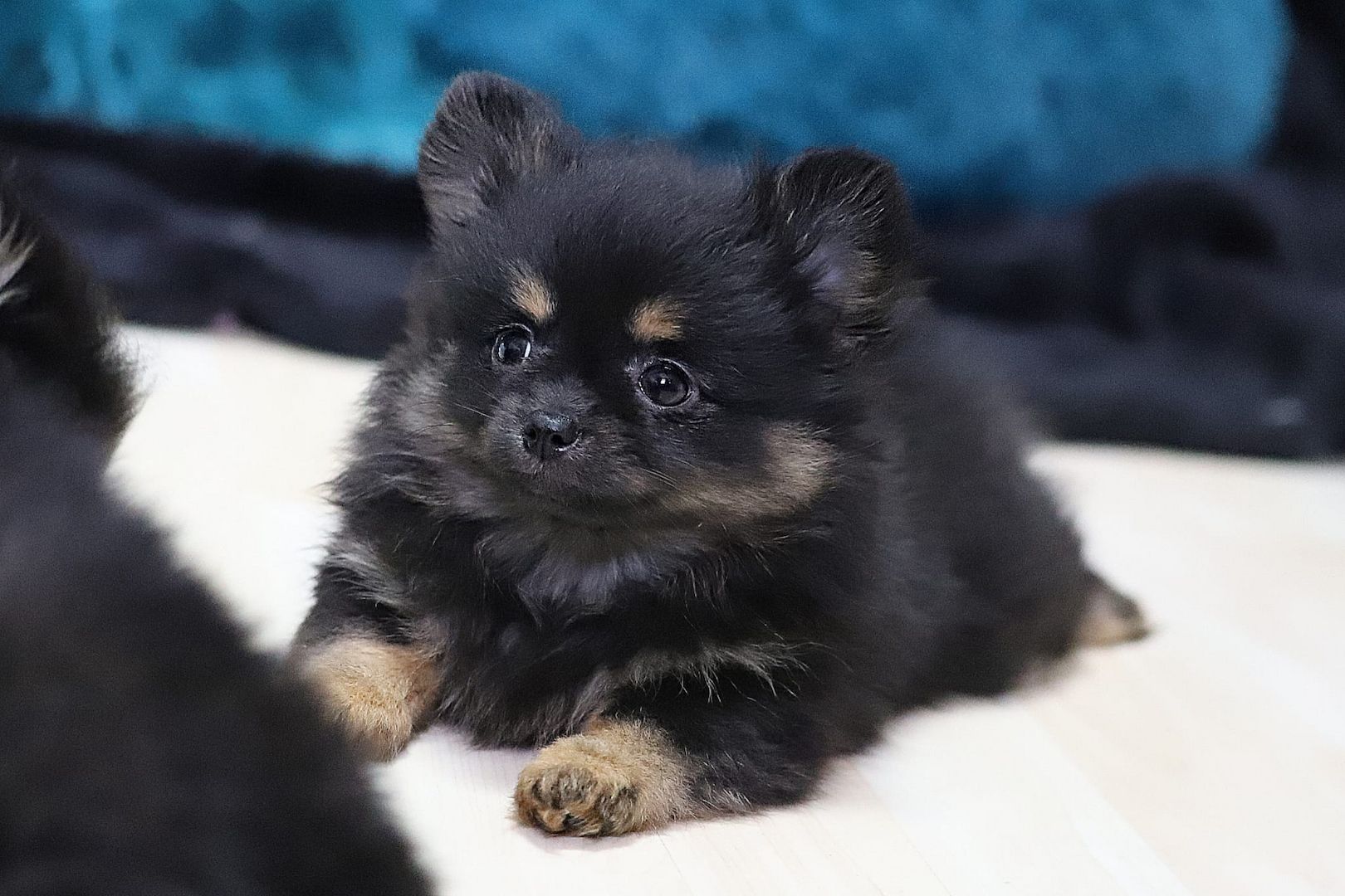 Pomeranian x Chihuahua (Pomchi)