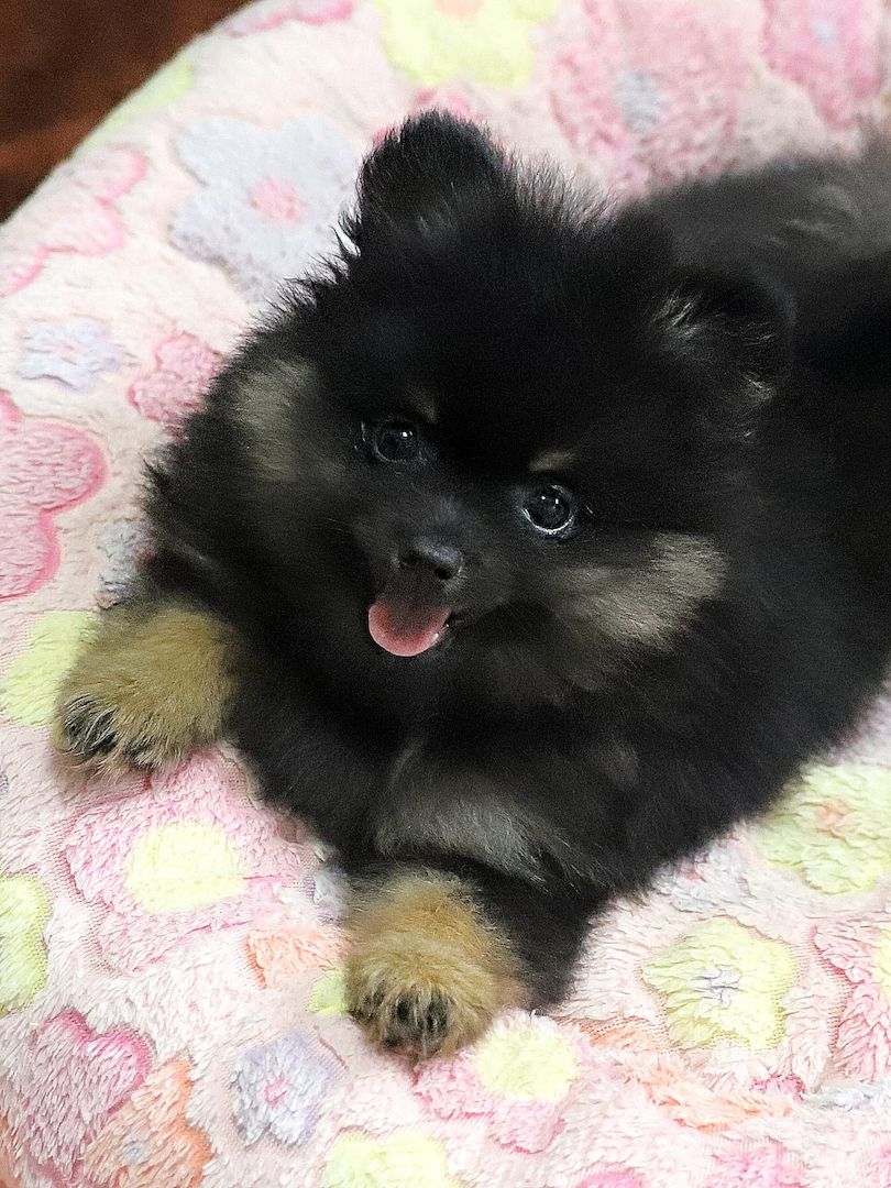 Pomeranian x Chihuahua (Pomchi)