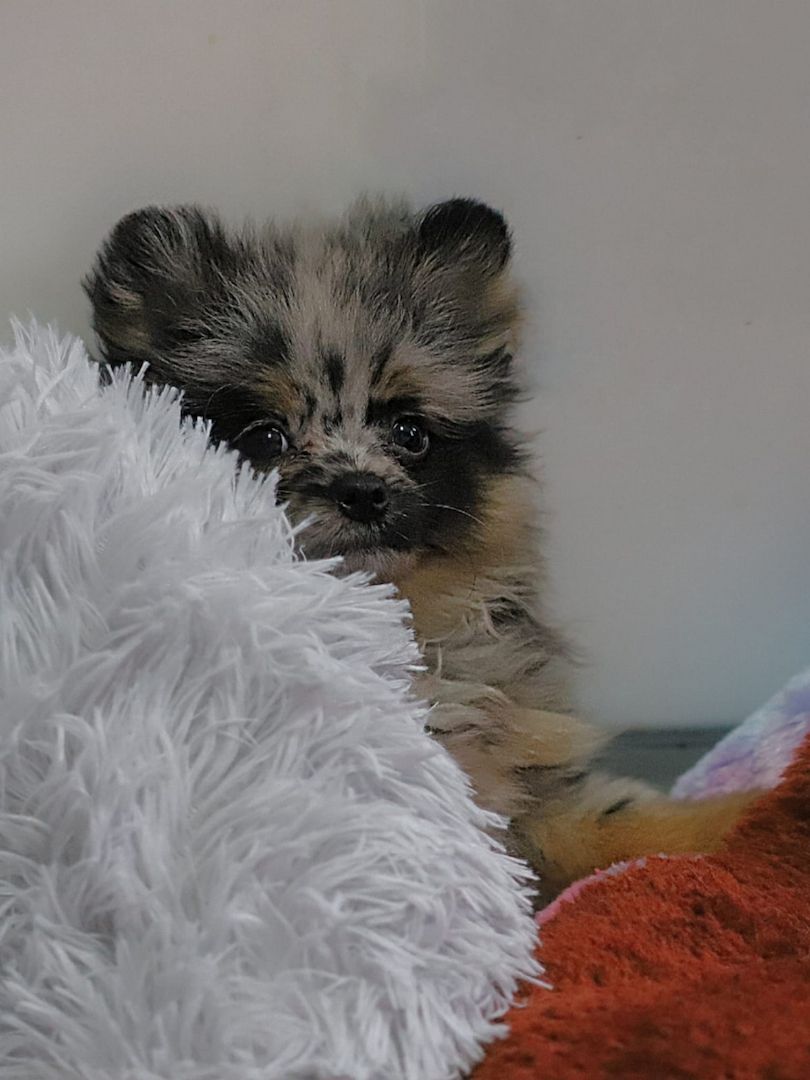 Pomeranian x Chihuahua (Pomchi)