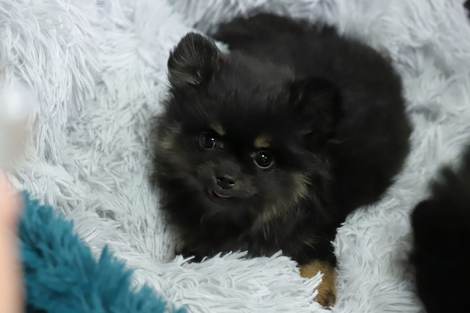 Pomeranian x Chihuahua (Pomchi)