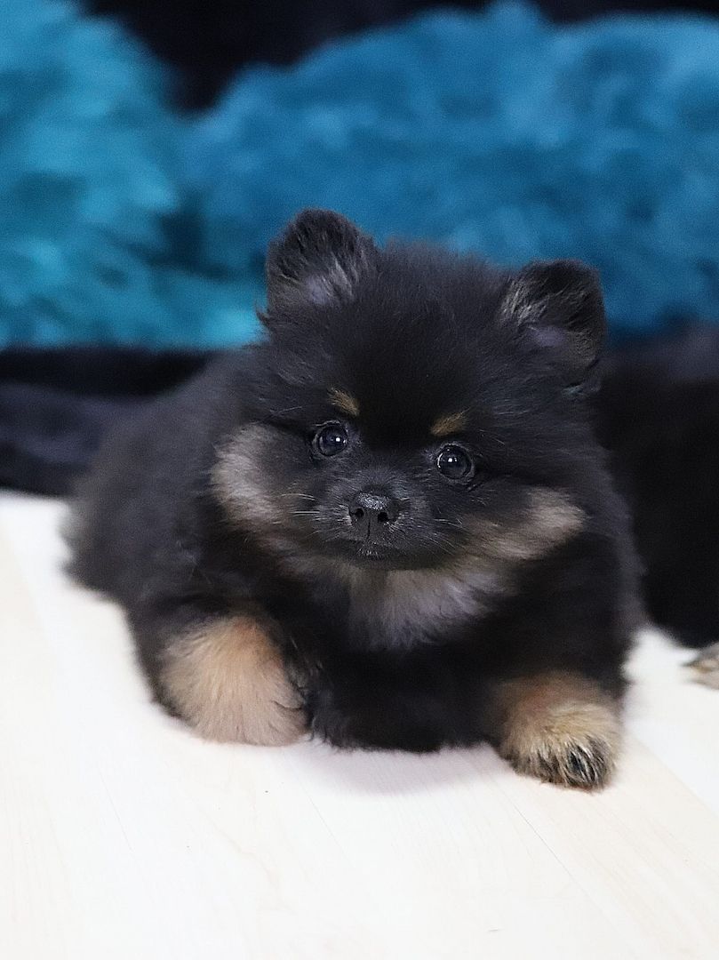 Pomeranian x Chihuahua (Pomchi)