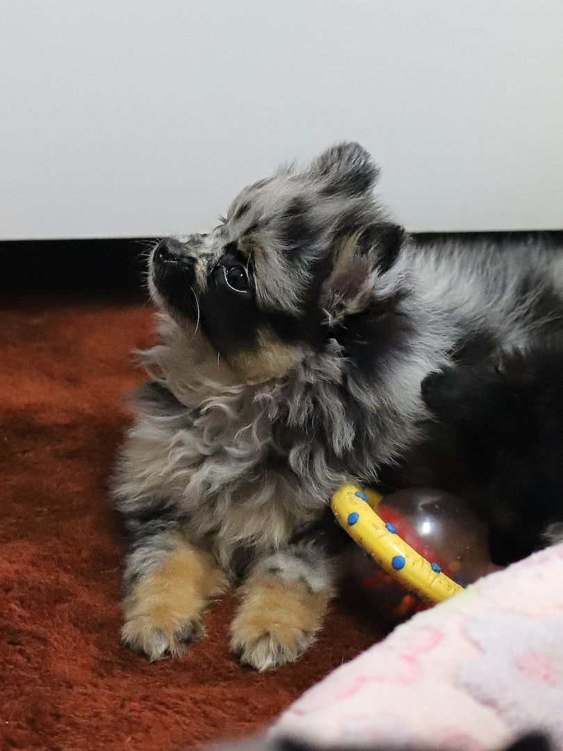 Pomeranian x Chihuahua (Pomchi)