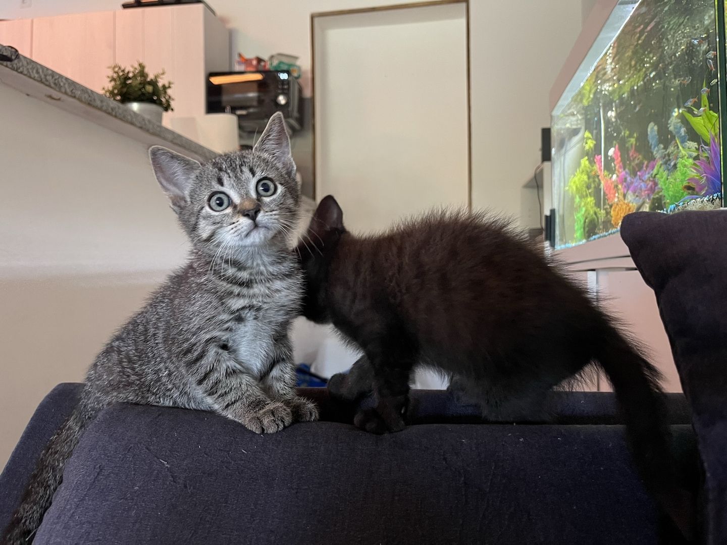 Kitten suchen ein Zuhause