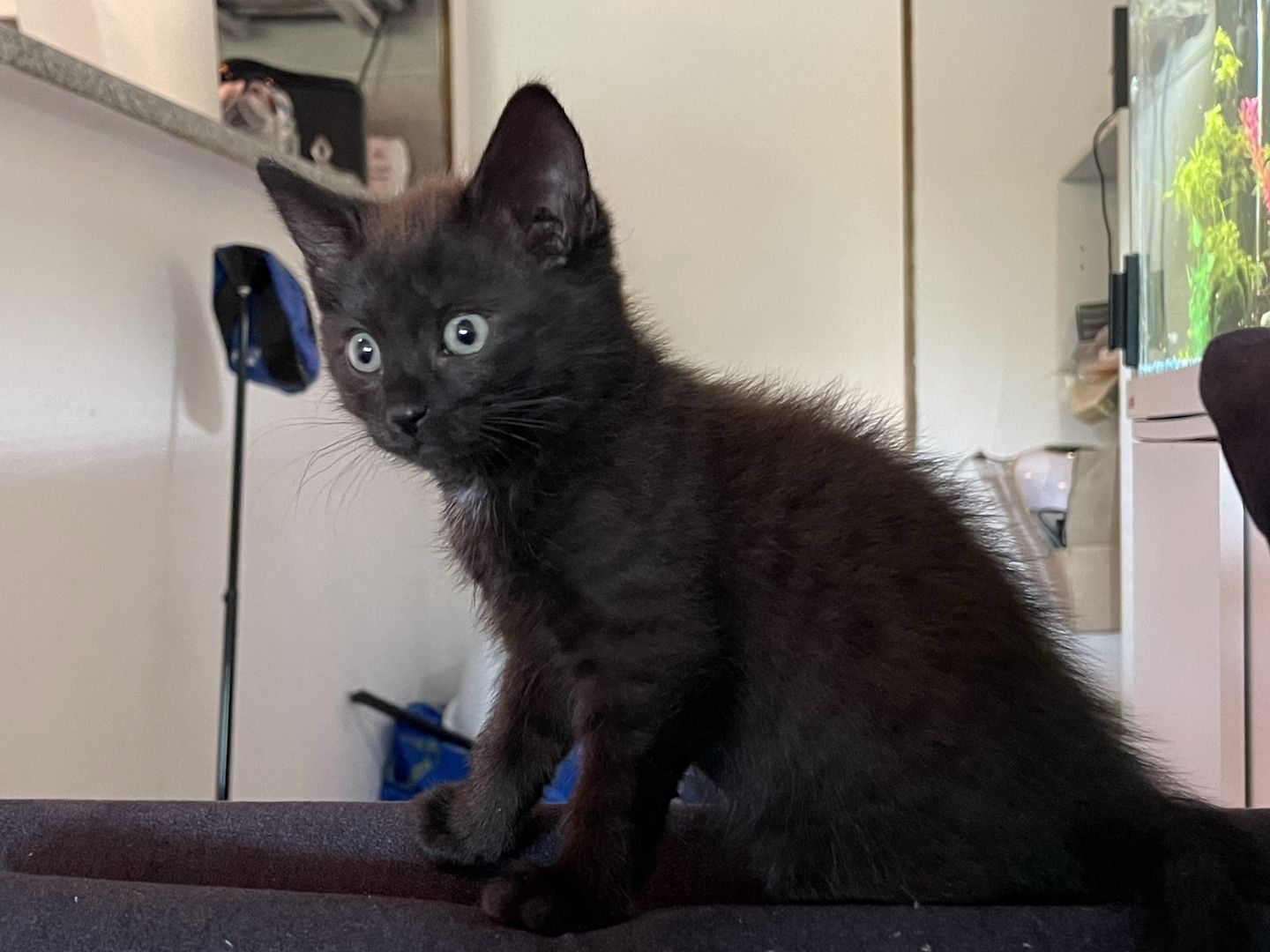 Kitten suchen ein Zuhause