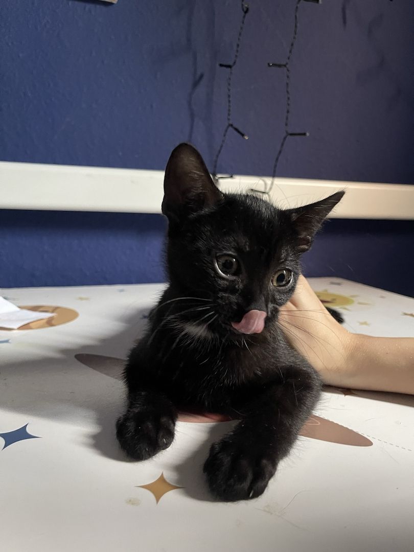 Kitten suchen ein Zuhause