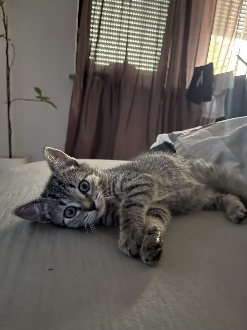 Kitten suchen ein Zuhause