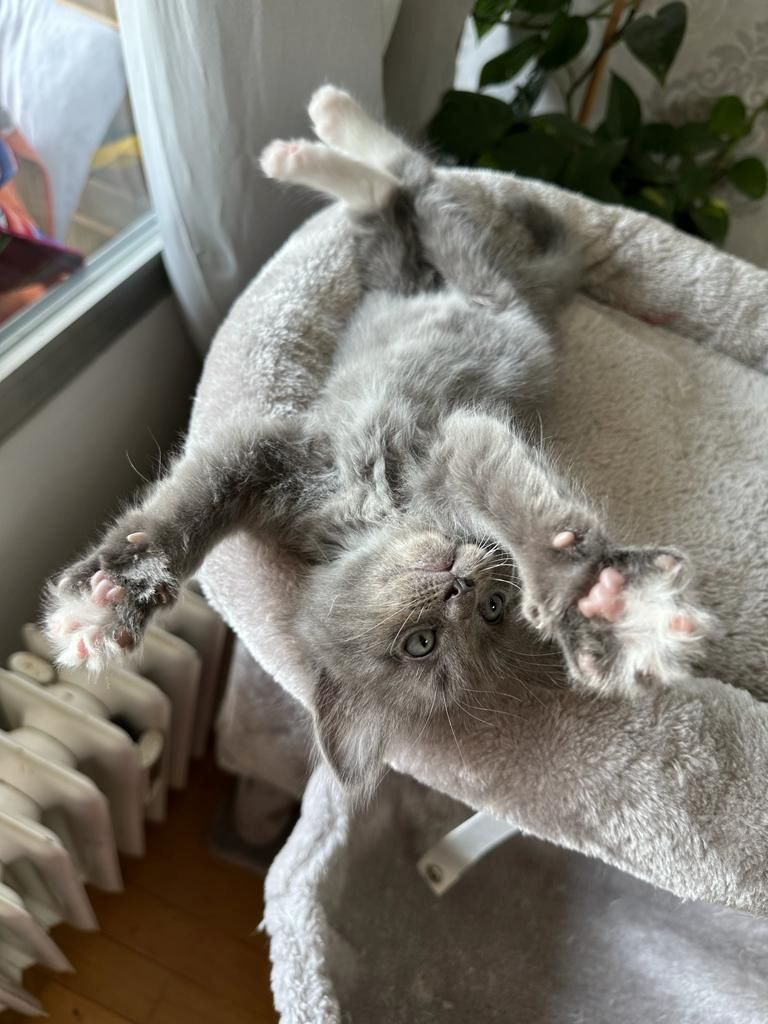 Ragdoll - Maincoon Mix