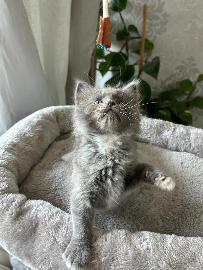 Ragdoll - Maincoon Mix