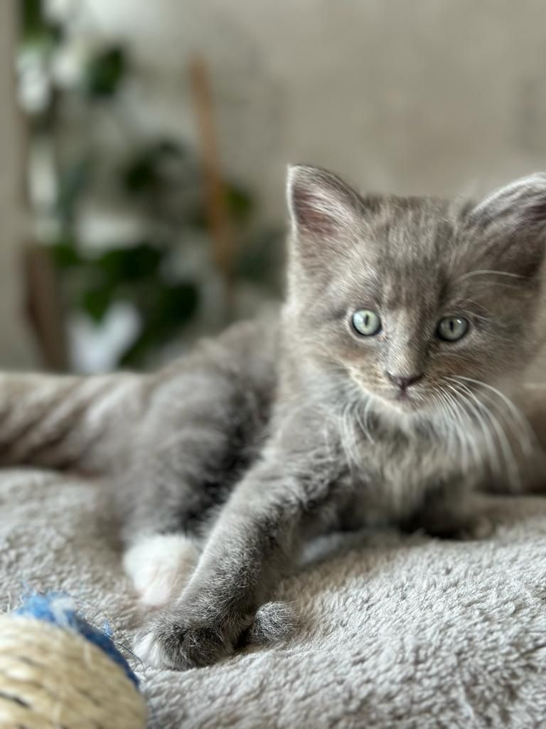 Ragdoll - Maincoon Mix