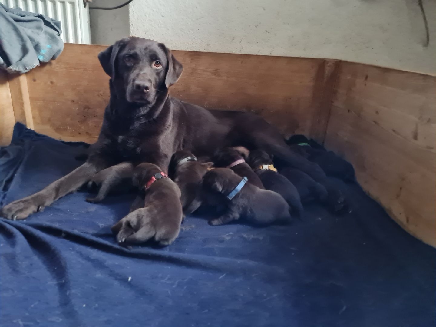 Labrador Welpen Schokobraun Leistungslinie